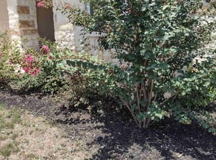 Weeding by Mark Carrizales for Delvon B. in San Antonio, TX