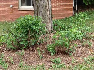 Bush Trimming by James Rogers for James O. in Minneapolis, MN
