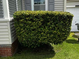 Bush Trimming by Derek Walker for Aaron M. in Norfolk, VA
