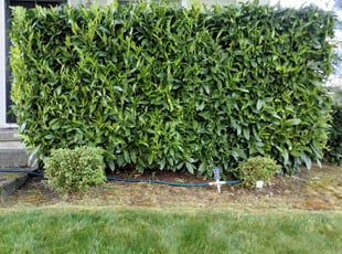 Bush Trimming by Angel Arredondo for Joanna L. in Kent, WA