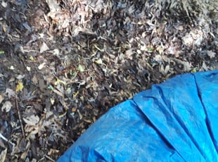 Leaf Removal by Jeremiah Cruz for Beth S. in Hyattsville, MD
