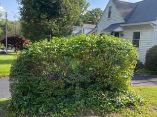 Bush Trimming by Angel P. for Autumn A. in Falls Church, VA