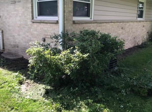 Bush Trimming by John McCardle for Carl G. in Wauwatosa, WI
