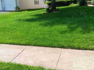 Maria B.'s Yard Cutting service result