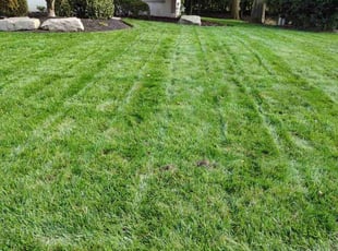 Chris B.'s Lawn Mowing service result