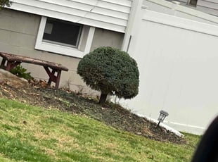 Bush Trimming by Christopher Lminggio for Celina J. in Stratford, CT