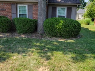 Bush Trimming by Amber Jodrey for Kevin Y. in Louisville, KY