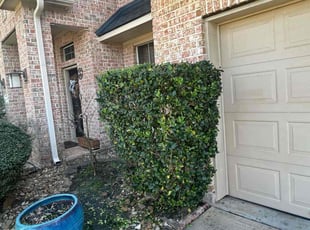 Bush Trimming by Jonathon Holland for Steven S. in Tomball, TX