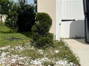 Bush Trimming by Daniel Gonzalez for Carl S. in Davenport, FL