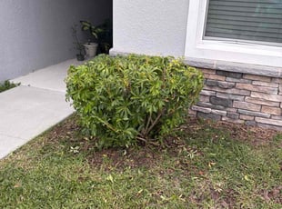 Jennifer F.'s Bush Trimming service result
