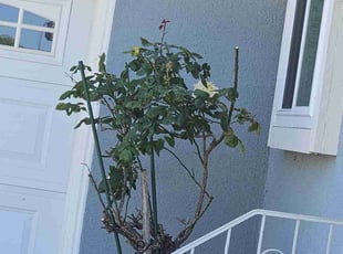 Bush Trimming by Juan Rodriguez for Andrea W. in Rio Linda, CA