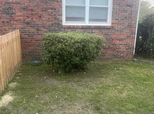 Bush Trimming by Jeremiah Perry for Nicole B. in Norfolk, VA
