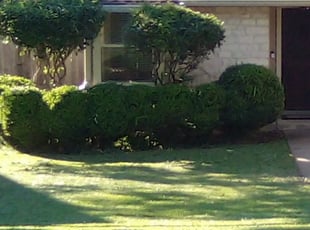 Bush Trimming by Valerie Agee for Dawn A. in Round Rock, TX