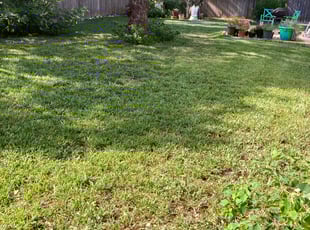 Bush Trimming by Jacob Rodriguez for Daliene & Thomas H. in San Antonio, TX