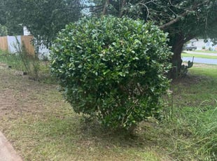 Bush Trimming by Marco Garcia for Paul S. in Myrtle Beach, SC
