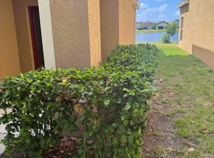Bush Trimming by Joshua Gerrard for Eric B. in Ruskin, FL