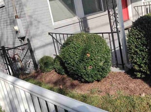 Bush Trimming by Allan Roberts for Luke G. in Washington, DC