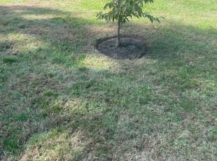Weeding by Steve Valverde for Jason W. in Cumberland, RI