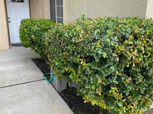 Bush Trimming by David Morgan for Doris H. in Bakersfield, CA
