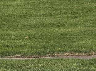 Bridget K.'s Lawn Service service result
