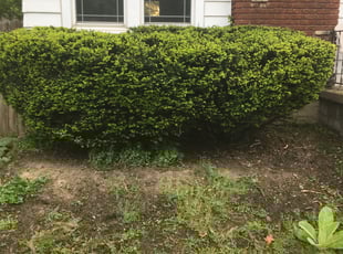 Bush Trimming by Steve Valmassoi for Yousef S. in Cincinnati, OH