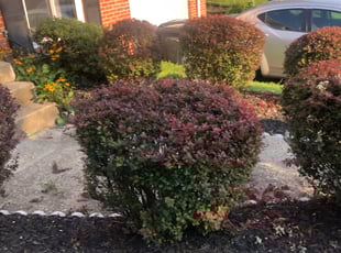 Bush Trimming by Nick Numbazz for Sharon F. in Camp Springs, MD