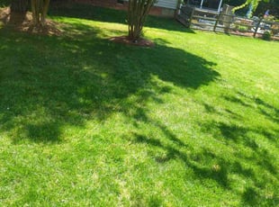 Victor C.'s Yard Cutting service result