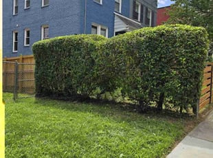 Bush Trimming by Jose Paz for Dorothy S. in Washington, DC