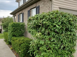 Bush Trimming by James Sabolcik for Asia H. in Liberty Township, OH