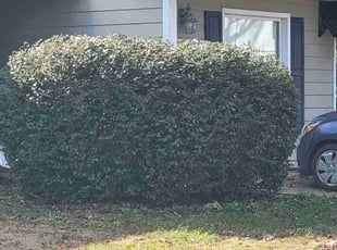 Bush Trimming by Ashley Gilbert for Cleveland J. in Greenville, SC