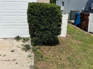 Bush Trimming by William Harvey for Durante M. in Davenport, FL