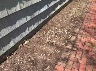 Weeding by Kenneth Mccarthy for Jason D. in Bloomfield, CT