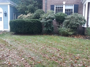 Bush Trimming by Nick Salter for Ellen B. in Worcester, MA