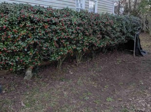 Bush Trimming by Steven Baskin for Carmen G. in Irmo, SC
