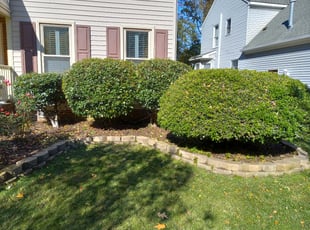 Bush Trimming by Tom Sykes for Sallie P. in Yorktown, VA