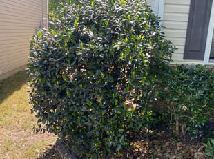 Bush Trimming by Jose Pena for Daryl G. in Huntersville, NC