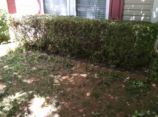 Bush Trimming by Shay Thaniel Washington for Antoine L. in Charlotte, NC