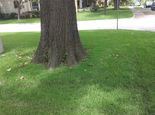 Richard G.'s Lawn Care service result