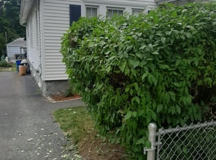 Bush Trimming by Peter Monopoli for Lawrence G. in Quincy, MA
