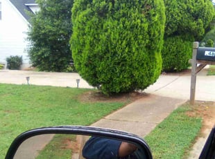 Bush Trimming by Sara Graham for Joe r. in McDonough, GA