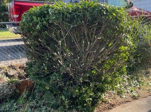 Bush Trimming by Mihail Seremet for Carol T. in Spokane, WA