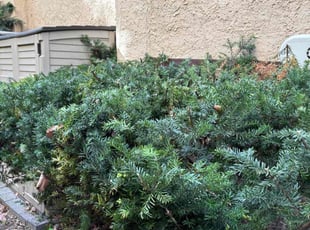 Bush Trimming by Ashawn Janifer for Estuardo A. in Philadelphia, PA