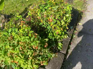 Bush Trimming by Nicholas Harter for Areon M. in Virginia Beach, VA