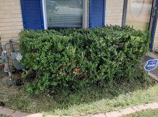 Bush Trimming by Gary Joy for Ruth B. in Euless, TX