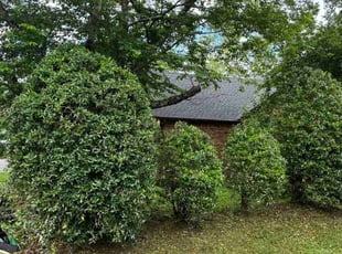 Weeding by Josue Castaneda for Taylor M. in Nashville, TN