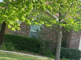 Bush Trimming by Patrick Stewart for John R. in Princeton, TX