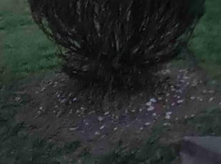 Bush Trimming by Virgil Greene for Alexis W. in Lithonia, GA