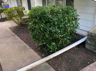Bush Trimming by Christian Parada for Darrell W. in Providence, RI