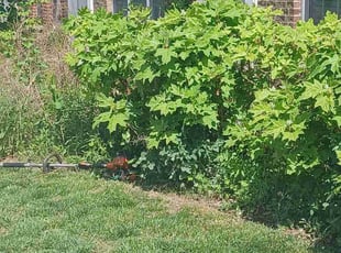 Bush Trimming by Dan Hume for Derand S. in Beltsville, MD