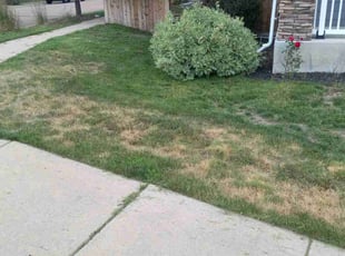 Leaf Removal by Joseph Banes for Brandon P. in Colorado Springs, CO